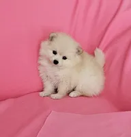 Stella , a female Pomeranian for sale in Vancouver, WA – 1 of 3