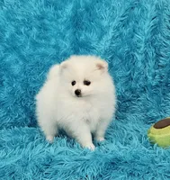 Jack, a male Pomeranian for sale in Vancouver, WA – 1 of 6