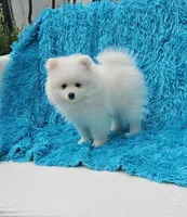Leo, a male Pomeranian for sale in Vancouver, WA – 4 of 6