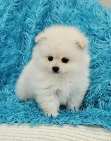 Pet, a male Pomeranian for sale in Vancouver, WA – 7 of 7