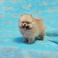 Teddy  AKC , a male Pomeranian for sale in Vancouver, WA – 6 of 8
