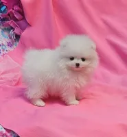 Mia  / AKC teacup girl , a female Pomeranian for sale in Vancouver, WA – 5 of 9