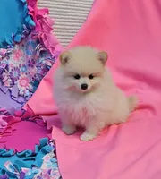 Stella  pending , a female Pomeranian for sale in Vancouver, WA – 4 of 6