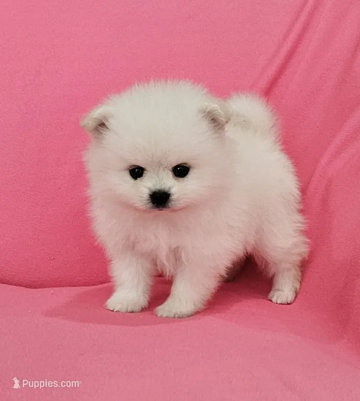 Brie AKC – Pomeranian puppy for sale in Vancouver, WA