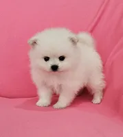 Brie AKC, a female Pomeranian for sale in Vancouver, WA – 2 of 6