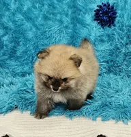 Eddie , a male Pomeranian for sale in Vancouver, WA – 3 of 7
