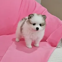 Bella AKC, a female Pomeranian for sale in Vancouver, WA – 8 of 10