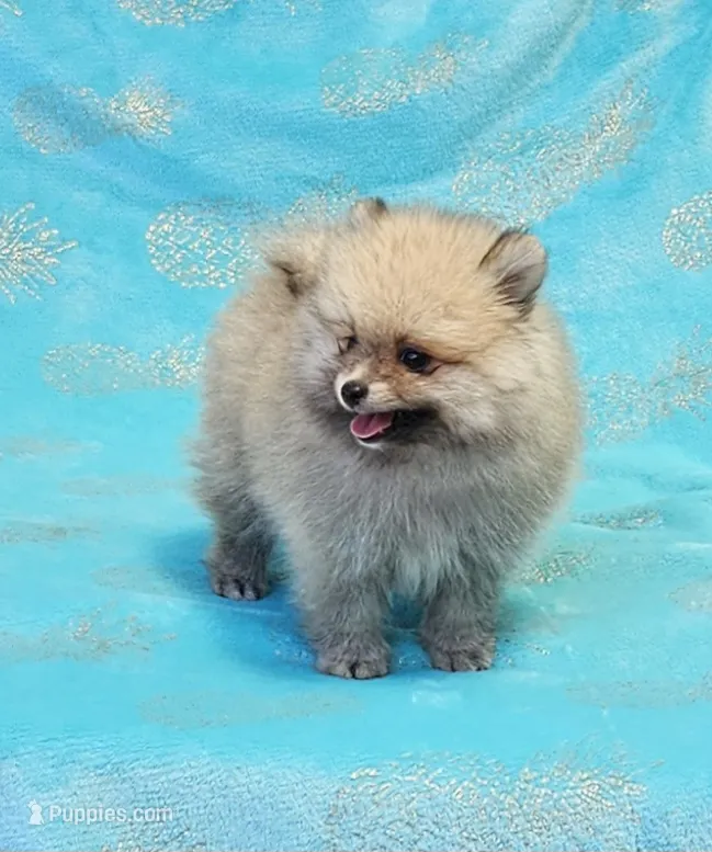 Teddy  AKC  – Pomeranian puppy for sale in Vancouver, WA