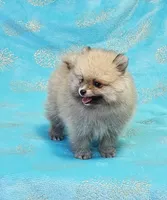 Teddy  AKC , a male Pomeranian for sale in Vancouver, WA – 1 of 8
