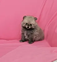 Jess AKC, a female Pomeranian for sale in Vancouver, WA – 3 of 8