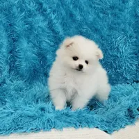Theo/AKC, a male Pomeranian for sale in Vancouver, WA – 3 of 8