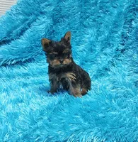 Coco AKC , a male Yorkshire Terrier for sale in Vancouver, WA – 8 of 9