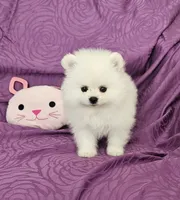 Brie , a female Pomeranian for sale in Vancouver, WA – 10 of 10