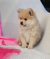 Nelly, a female Pomeranian for sale in Vancouver, WA – 8 of 10