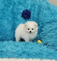 Theo/AKC, a male Pomeranian for sale in Vancouver, WA – 7 of 8