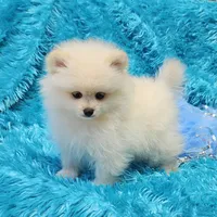 Pete , a male Pomeranian for sale in Vancouver, WA – 1 of 8