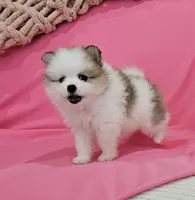 Bella AKC, a female Pomeranian for sale in Vancouver, WA – 5 of 10