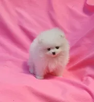 Mia  / AKC teacup girl , a female Pomeranian for sale in Vancouver, WA – 4 of 9