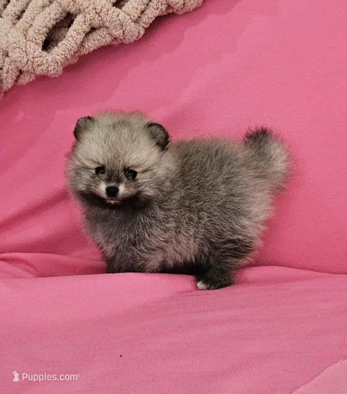 Jess AKC – Pomeranian puppy for sale in Vancouver, WA