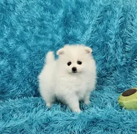 Jack, a male Pomeranian for sale in Vancouver, WA – 3 of 6