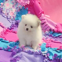  Maya AKC / small size , a female Pomeranian for sale in Vancouver, WA – 5 of 7