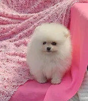  AKC / Melony , a female Pomeranian for sale in Vancouver, WA – 2 of 10