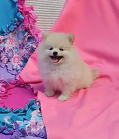 Stella  pending , a female Pomeranian for sale in Vancouver, WA – 5 of 6