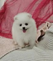 Selena AKC, a female Pomeranian for sale in Vancouver, WA – Photo 5 of 9