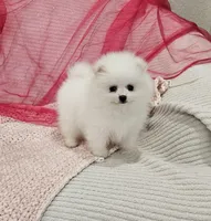 Selena AKC, a female Pomeranian for sale in Vancouver, WA – Photo 8 of 9