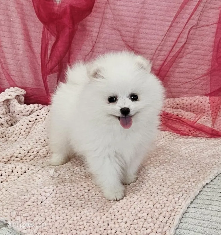 Selena AKC – Pomeranian puppy for sale in Vancouver, WA