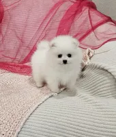 Selena AKC, a female Pomeranian for sale in Vancouver, WA – Photo 7 of 9