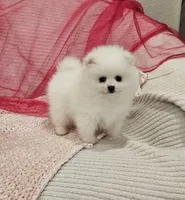 Selena AKC, a female Pomeranian for sale in Vancouver, WA – Photo 9 of 9