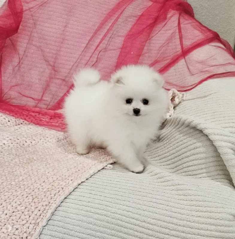 Selena AKC – Pomeranian puppy for sale in Vancouver, WA
