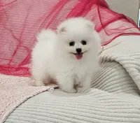 Selena AKC, a female Pomeranian for sale in Vancouver, WA – Photo 4 of 9