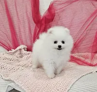 Selena AKC, a female Pomeranian for sale in Vancouver, WA – Photo 2 of 9