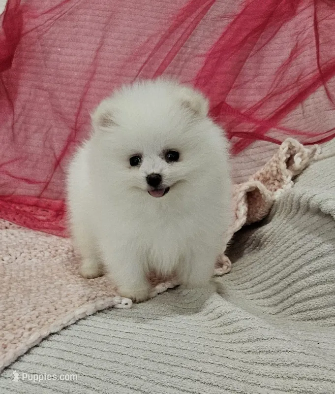 Selena AKC, a female Pomeranian for sale in Vancouver, WA – Photo 1 of 9