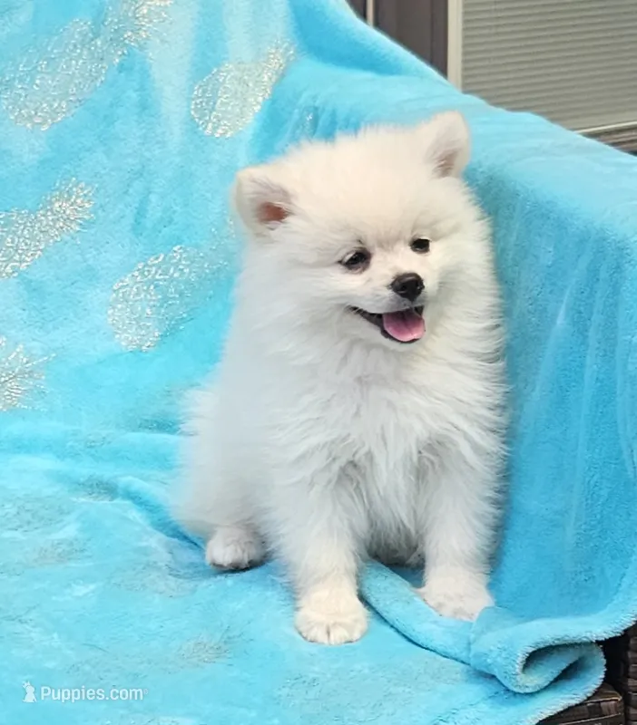 Marcus  – Pomeranian puppy for sale in Vancouver, WA