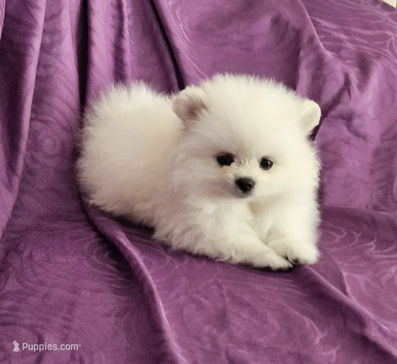 Brie  – Pomeranian puppy for sale in Vancouver, WA