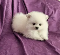 Brie , a female Pomeranian for sale in Vancouver, WA – 8 of 10