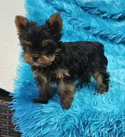 Coco AKC , a male Yorkshire Terrier for sale in Vancouver, WA – 6 of 9