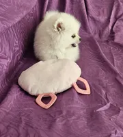 Brie , a female Pomeranian for sale in Vancouver, WA – 9 of 10