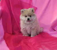 Nelly, a female Pomeranian for sale in Vancouver, WA – 4 of 10