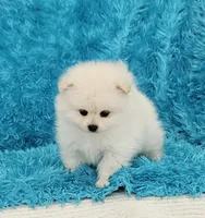 Pet, a male Pomeranian for sale in Vancouver, WA – 6 of 7