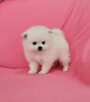 Brie AKC, a female Pomeranian for sale in Vancouver, WA – 3 of 6