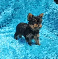 Coco AKC , a male Yorkshire Terrier for sale in Vancouver, WA – 5 of 9