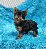 Coco AKC , a male Yorkshire Terrier for sale in Vancouver, WA – 9 of 9