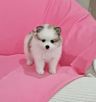 Bella AKC, a female Pomeranian for sale in Vancouver, WA – 2 of 10