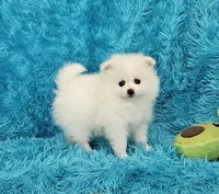Jack, a male Pomeranian for sale in Vancouver, WA – 2 of 6