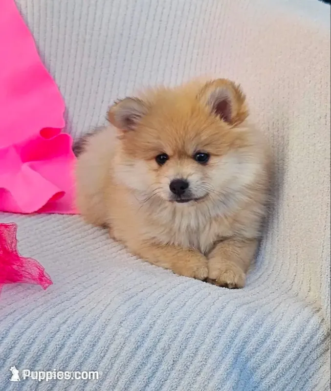 Nelly, a female Pomeranian for sale in Vancouver, WA – 1 of 10