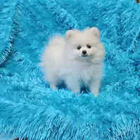 Theo , a male Pomeranian for sale in Vancouver, WA – 8 of 9